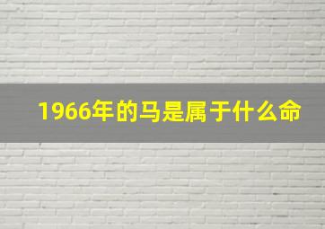 1966年的马是属于什么命