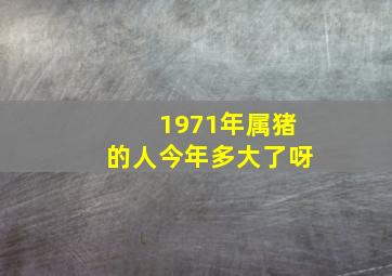 1971年属猪的人今年多大了呀