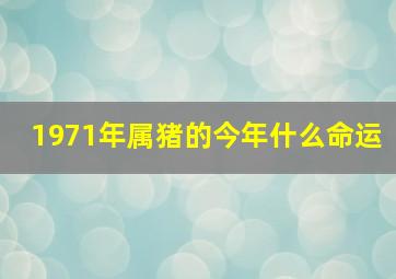 1971年属猪的今年什么命运