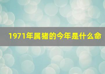 1971年属猪的今年是什么命