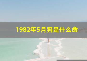 1982年5月狗是什么命