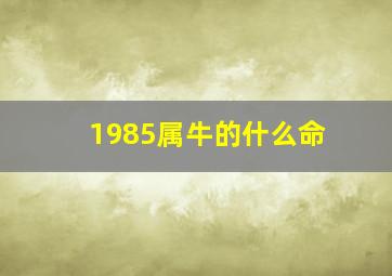 1985属牛的什么命