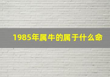 1985年属牛的属于什么命