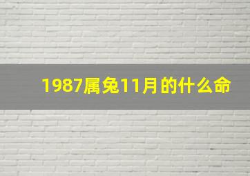 1987属兔11月的什么命