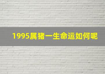 1995属猪一生命运如何呢