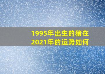 1995年出生的猪在2021年的运势如何