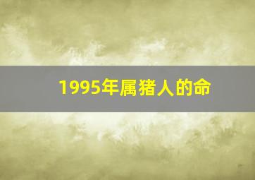 1995年属猪人的命