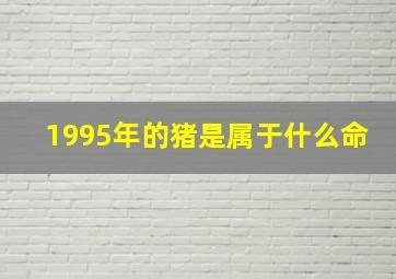 1995年的猪是属于什么命