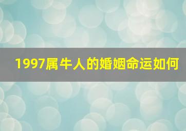 1997属牛人的婚姻命运如何