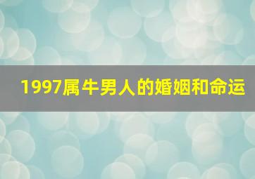 1997属牛男人的婚姻和命运