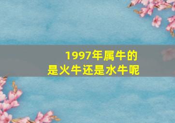 1997年属牛的是火牛还是水牛呢