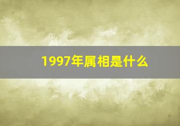 1997年属相是什么