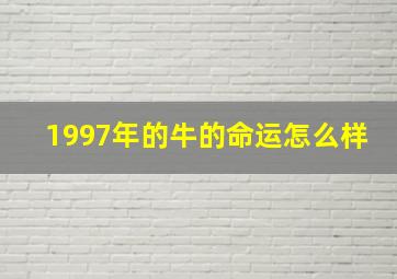 1997年的牛的命运怎么样