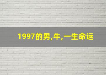 1997的男,牛,一生命运