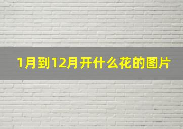 1月到12月开什么花的图片