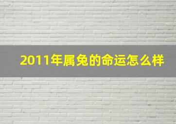 2011年属兔的命运怎么样