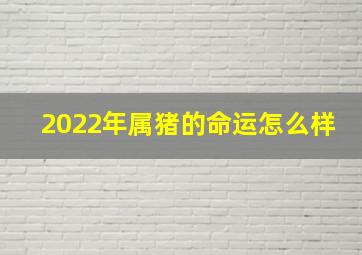 2022年属猪的命运怎么样