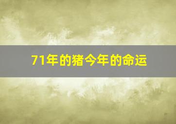 71年的猪今年的命运