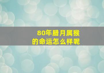 80年腊月属猴的命运怎么样呢