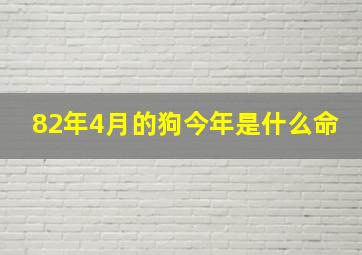 82年4月的狗今年是什么命