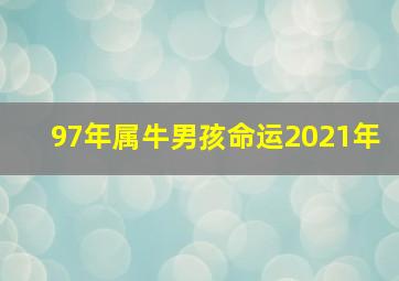 97年属牛男孩命运2021年