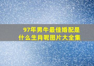 97年男牛最佳婚配是什么生肖呢图片大全集