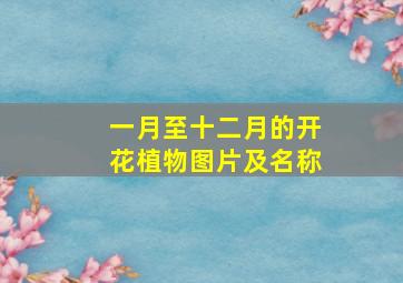 一月至十二月的开花植物图片及名称