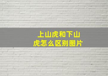 上山虎和下山虎怎么区别图片