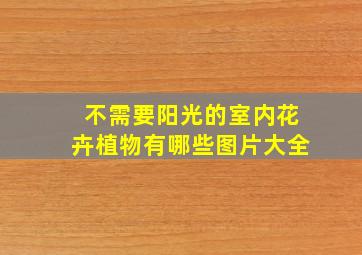 不需要阳光的室内花卉植物有哪些图片大全