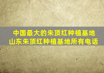 中国最大的朱顶红种植基地山东朱顶红种植基地所有电话