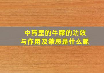 中药里的牛膝的功效与作用及禁忌是什么呢