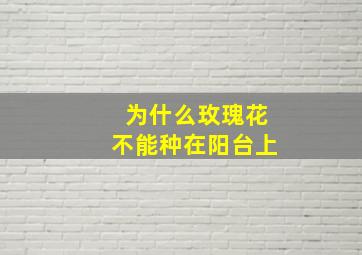 为什么玫瑰花不能种在阳台上