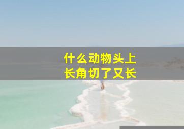 什么动物头上长角切了又长