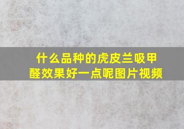 什么品种的虎皮兰吸甲醛效果好一点呢图片视频