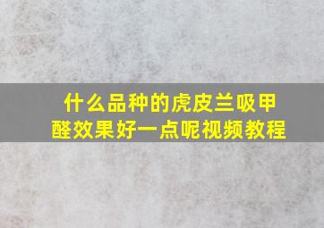 什么品种的虎皮兰吸甲醛效果好一点呢视频教程