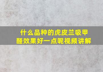 什么品种的虎皮兰吸甲醛效果好一点呢视频讲解