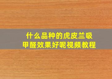 什么品种的虎皮兰吸甲醛效果好呢视频教程