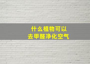 什么植物可以去甲醛净化空气