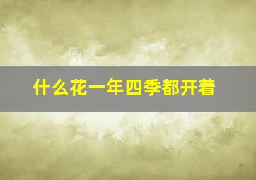 什么花一年四季都开着