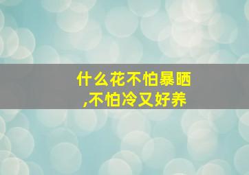 什么花不怕暴晒,不怕冷又好养