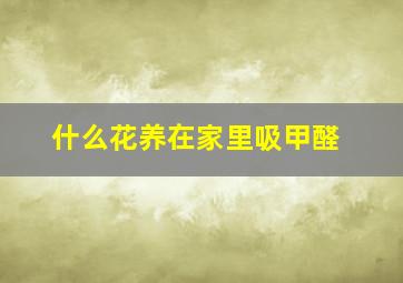 什么花养在家里吸甲醛