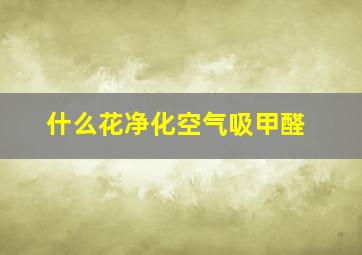 什么花净化空气吸甲醛