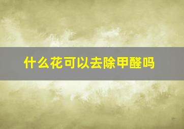 什么花可以去除甲醛吗