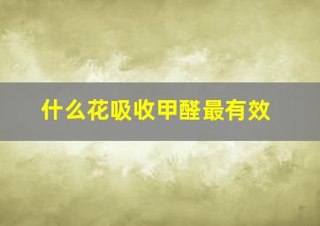 什么花吸收甲醛最有效