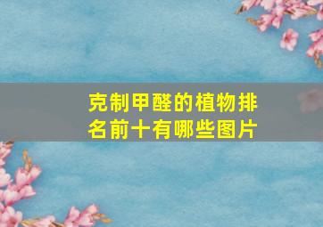 克制甲醛的植物排名前十有哪些图片