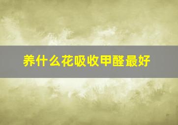 养什么花吸收甲醛最好