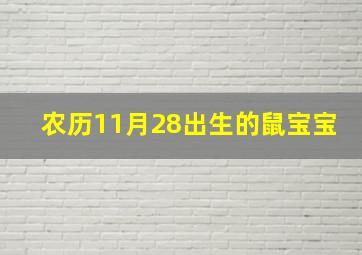 农历11月28出生的鼠宝宝