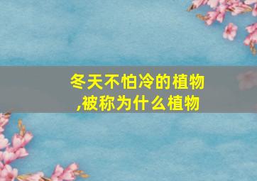 冬天不怕冷的植物,被称为什么植物