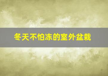 冬天不怕冻的室外盆栽