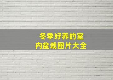 冬季好养的室内盆栽图片大全